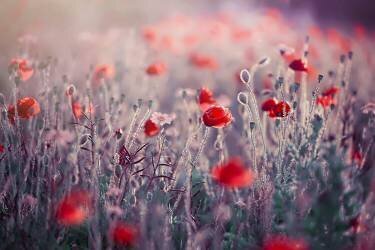 Poppy Meadow (Jacky Parker) - Muzeo.com