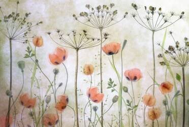 Poppy Meadow (Mandy Disher) - Muzeo.com