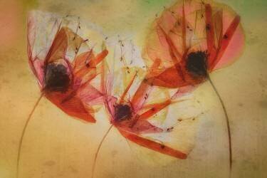 Poppy seeds (Nel Talen) - Muzeo.com