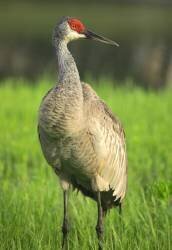 Portrait of a Sandhill Crane (Robin Wechsler) - Muzeo.com