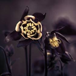 Priviliged (Çiçek Kıral) - Muzeo.com