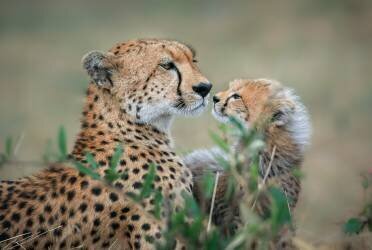 Protection (Jeffrey C. Sink) - Muzeo.com