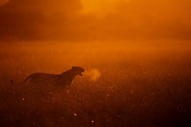 Puff (Mohammed Alnaser) - Muzeo.com