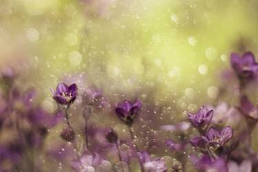 Purple Dream (Delphine Devos) - Muzeo.com