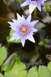 Purple Flower 2 (1x Studio III) - Muzeo.com