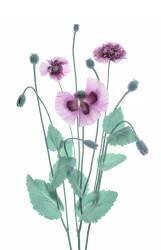 Purple Poppy (Lydia Jacobs) - Muzeo.com