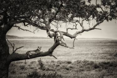 Queen (Mohammed Alnaser) - Muzeo.com