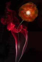 Red Buttercup (Azriel Yakubovitch) - Muzeo.com