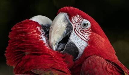 Red Romance (Hamza Qarooni) - Muzeo.com