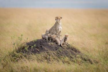 Regal Protector (Ted Taylor) - Muzeo.com