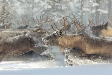 Reindeers III (Patrik Minar) - Muzeo.com