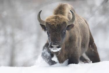 Rewilded (Sebastian Mastahac) - Muzeo.com