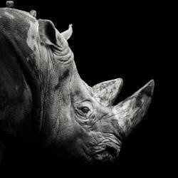 Rhino (Christian Meermann) - Muzeo.com