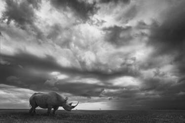 Rhino Land (Mario Moreno) - Muzeo.com