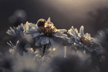 Riding Zone (Fabien Bravin) - Muzeo.com