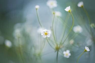 Rock Jasmine (Jacky Parker) - Muzeo.com