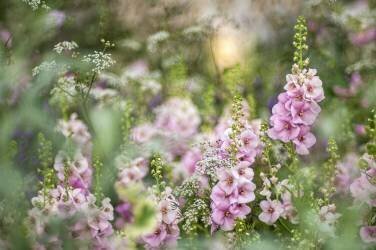 Romance (Jacky Parker) - Muzeo.com