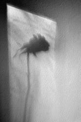 Rose (Marta Walla) - Muzeo.com