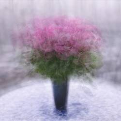 Roses (Katarina Holmström ) - Muzeo.com