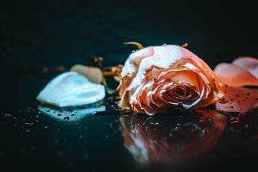 Sad rose (Yahia Alsharif) - Muzeo.com