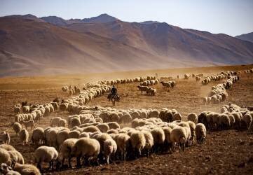 SA¼rA¼ (Murat Cacim ) - Muzeo.com