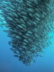 Schooling Jackfishes (Henry Jager) - Muzeo.com