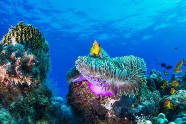 Sea life (Roberto Marchegiani) - Muzeo.com