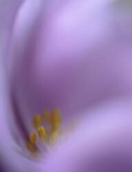 Secret Dream (Jealousy) - Muzeo.com