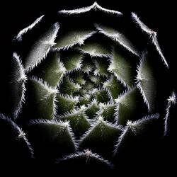 Sempervivum Rosette (Victor Mozqueda) - Muzeo.com