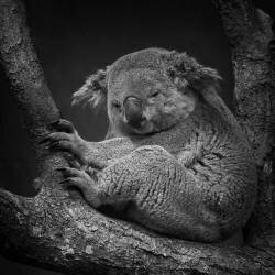 Serenity (Martin Steck) - Muzeo.com