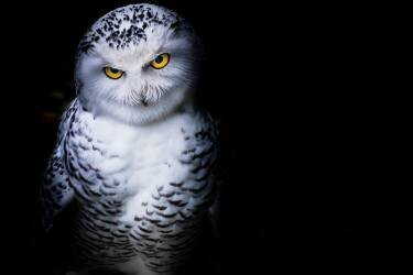 Serious ? (Michael) - Muzeo.com