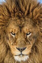 Serious Lion (Mike Centioli ) - Muzeo.com