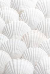 Shells 3 (1x Studio III) - Muzeo.com