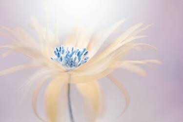 Shine (Jacky Parker) - Muzeo.com