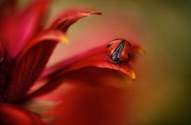 Simply red (Mandy Disher) - Muzeo.com