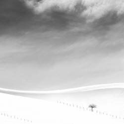 Single tree (Mostafa Nodeh) - Muzeo.com