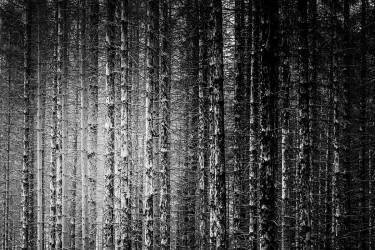 Skeleton Trees (Michael) - Muzeo.com