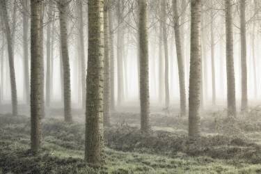 Small woodland (Fiorenzo Carozzi) - Muzeo.com