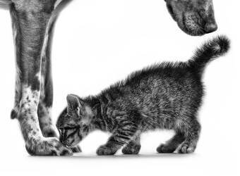 Smell me (Monte Pi) - Muzeo.com