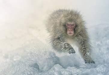 Snow run (Larry Deng) - Muzeo.com