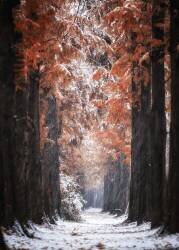 Snowy Day (Tiger Seo) - Muzeo.com