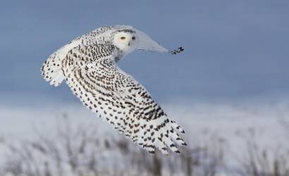 Snowy Owl (Mircea Costina ) - Muzeo.com