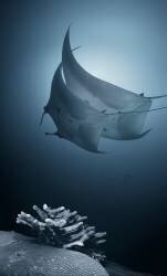 Sonata (Andrey Narchuk) - Muzeo.com