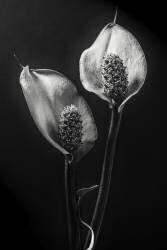 Spathiphyllum (Stephen Clough) - Muzeo.com