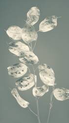 Spot on (Heidi Westum) - Muzeo.com