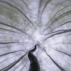 Springtime (Tom Pavlasek) - Muzeo.com