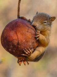 Squirrel (Amer) - Muzeo.com