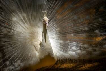 Straightlaced (David Schulz) - Muzeo.com