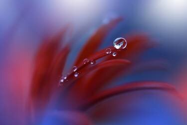 Strange Feelings... (Juliana Nan) - Muzeo.com