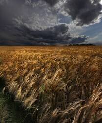 Strohgaeu (Nicolas Schumacher) - Muzeo.com